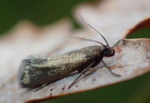 Réf. 324 327 : Glyphipterix fuscoviridella